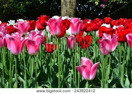 Skagit Valley Tulip Display Garden