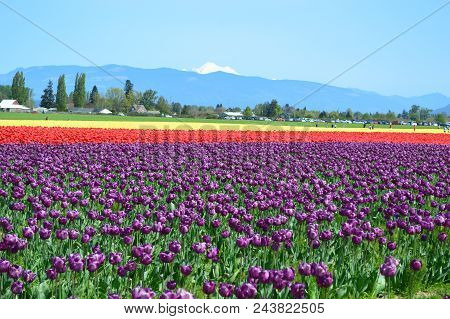 The Skagit Valley Tulip Festival