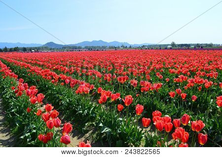 Red Tulips In The Skagit Valley