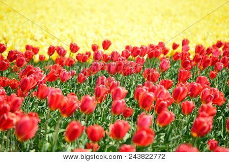 Skagit Valley Tulip Festival In Full Bloom