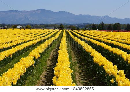 Skagit Valley Yellow Tulips