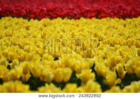 Yellow And Red Tulips In Skagit Valley