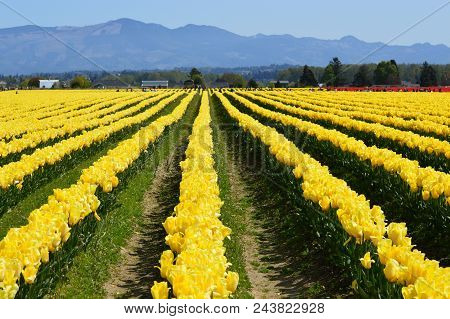 Skagit Valley Tulip Festival In Full Bloom