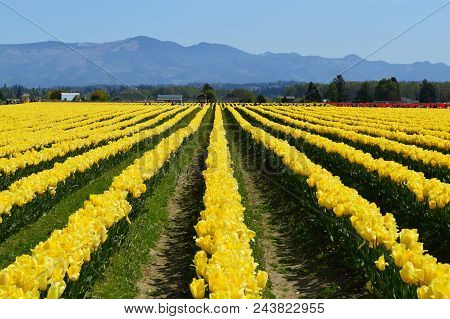 Skagit Valley Tulip Festival Blooms
