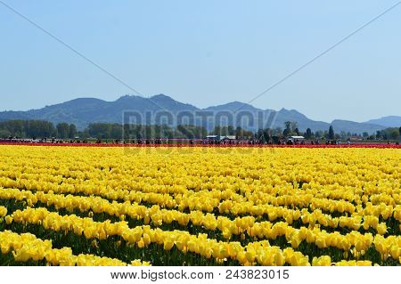 Yellow Tulips In Skagit Valley Tulip Festival