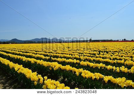 Yellow Tulips In Skagit Valley Tulip Festival