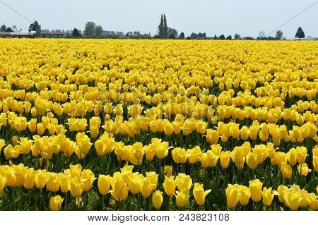 Skagit Valley Tulips