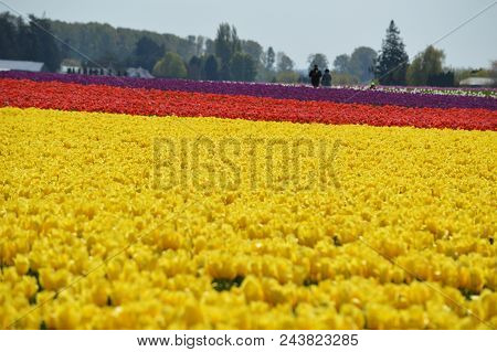 Famous Skagit Valley Tulip Festival