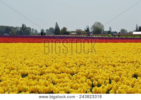 2018 Skagit Valley Tulip Festival