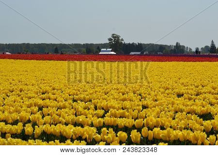 Skagit Valley Tulip Festival 2018