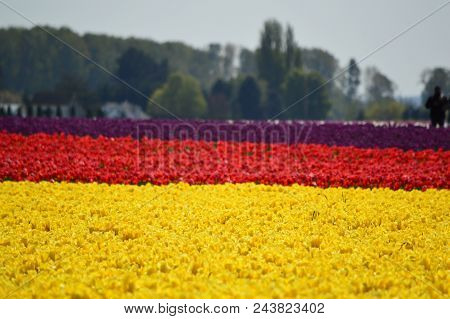 Flowers Blooming For Skagit Valley Tulip Festival