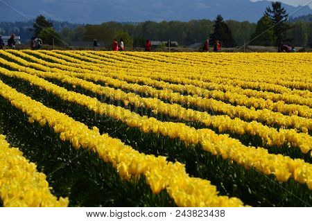 Skagit Valley Tulip Festival Seattle
