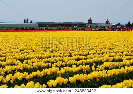 La Conner & Skagit Valley Tulip Festival