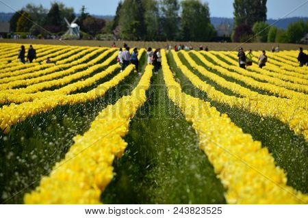 The Skagit Valley Tulip Festival Visit