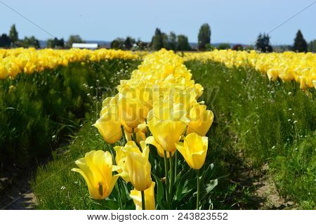 Skagit Valley Tulip Festival Visit
