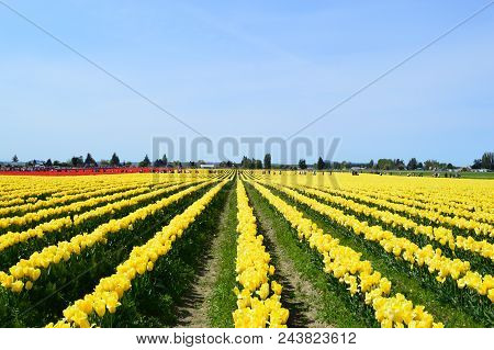 Skagit Valley Tulip Field