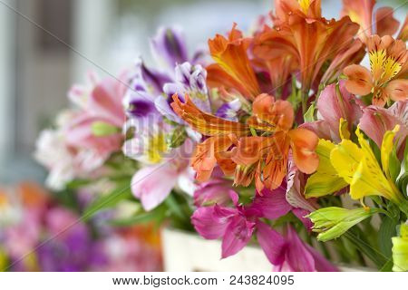 Colorful Alstroemeria Flowers. A Large Bouquet Of Multi-colored Alstroemerias In The Flower Shop Are