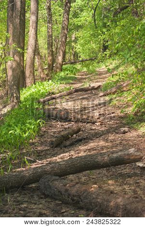 A Forest Overgrown Trail Road Littered With Tree Trunks.
