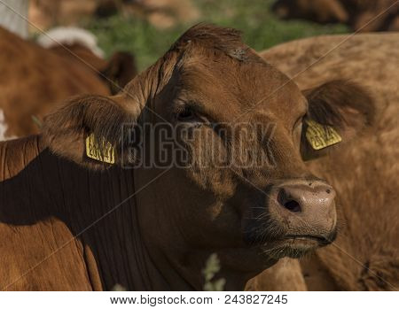 Cows With Brown Head On Green Meadow In Krkonose Mountains
