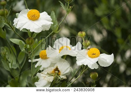 Details Of California Tree Poppy Flowers, Romneya Coulteri.