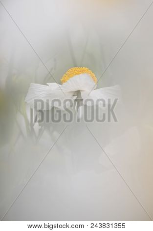 Details Of California Tree Poppy Flowers, Romneya Coulteri.