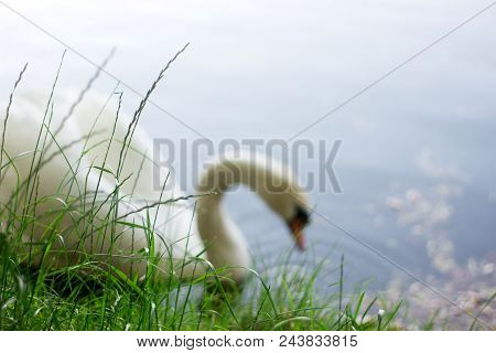 Blur Silhouette Of A White Swan And A Lake Against A Background Of Green Grass. Moldova Briceni, May