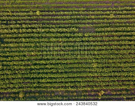 Rows of soil with young sprouted seedlings in spring, top view