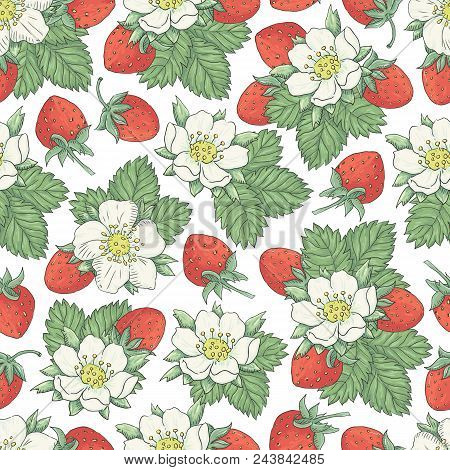 Vector Floral Seamless Pattern With Hand Drawn Flowers And Berries Of Srawberry On A White Backgroun