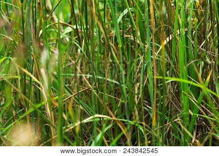 Plants On The River Bank Close-up Of Selective Focus. Bulrush Closeup