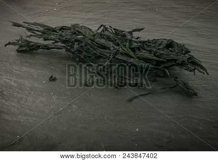 Heap Of Dry Wakame Seaweed On Black Stone Background. Healthy Algae Food With Place For Text