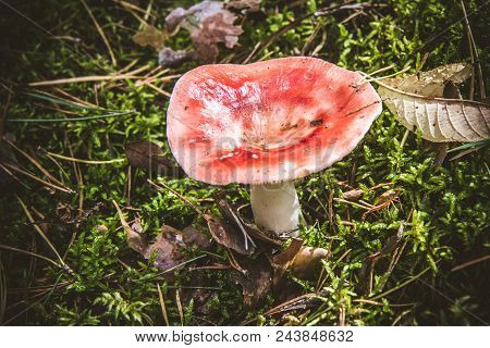 The Sickener (russula Emetica) - Poisonous Mushroom