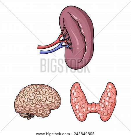 Human Organs Cartoon Icons In Set Collection For Design. Anatomy And Internal Organs Vector Symbol S