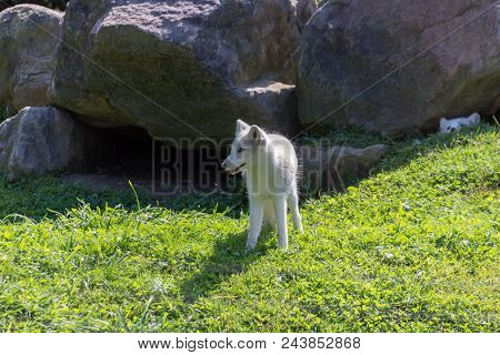 Artic Fox In The Forest In Ontario In Canada