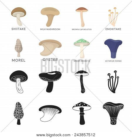 Morel, Oyster, Green Amanita, Actarius Indigo.mushroom Set Collection Icons In Black, Cartoon Style 