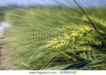 A Spinous, Thick, Corn-filled Ear With A Background Of Leveled Field