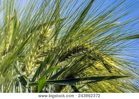 Spinous Ears Of Barley Against The Blue Sky