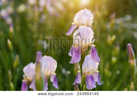 Lilac Flowers On A Green Meadow, In The Evening Sun, At Sunrise