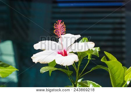 Hibiscus Flower In The Garden, Detail Of The Stamen And Pistil