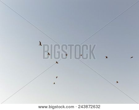 A Flock Of Seagulls Lifts The Flight On The Beach Of Valdovino