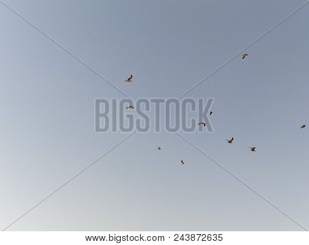 A Flock Of Seagulls Lifts The Flight On The Beach Of Valdovino