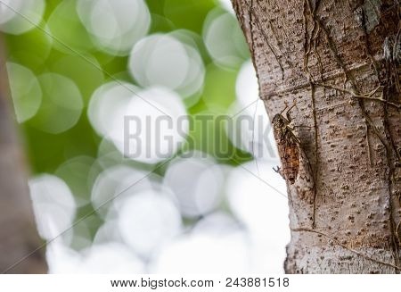 In The Forest Of Thailand There Are Cicades, The Troublemakers In The Forest