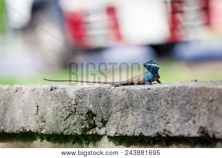 On A Concrete Fence Of A Park There Is A Calotes Mystaceus