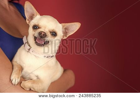 Happy Smiling Dog. Protection, Alertness, Bravery. Chihuahua Dog Smiling In Female Hands. Pet, Compa