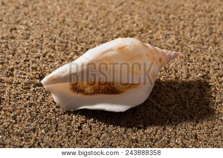 Side View Of A Conch Shell On Sand