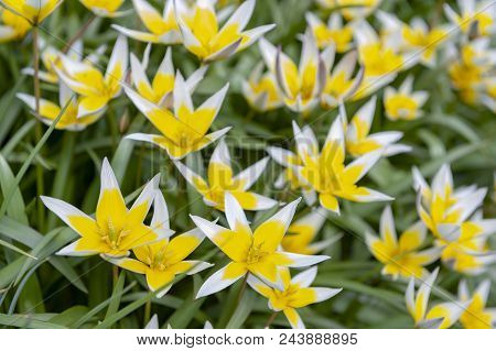 Tulipa Tarda (late Tulip Or Tarda Tulip) With Inflorescence Of Yellow Flowers In Full Bloom Growing