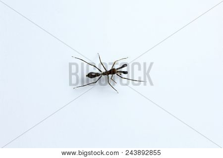 Ant Mimicking Spider, Myrmarachne Sp, Salticidae, Bangalore