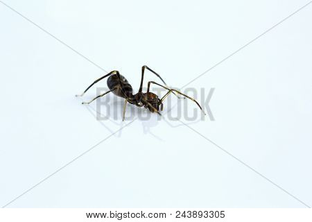 Ant Mimicking Spider, Myrmarachne Sp, Salticidae, Bangalore