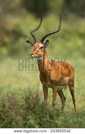 Female Kudu Antelope, Buck (khoikhoi) Herbivore Eating Fresh Green Leaves From The Tree Branch, Secr