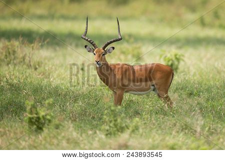 Female Kudu Antelope, Buck (khoikhoi) Herbivore Eating Fresh Green Leaves From The Tree Branch, Secr