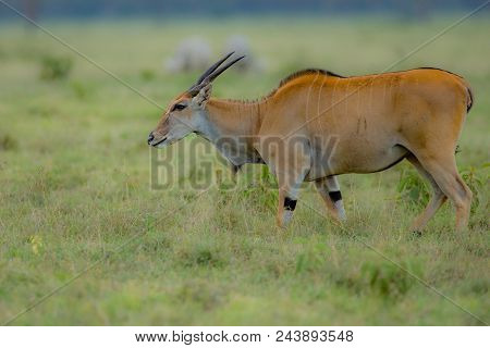 Female Kudu Antelope, Buck (khoikhoi) Herbivore Eating Fresh Green Leaves From The Tree Branch, Secr